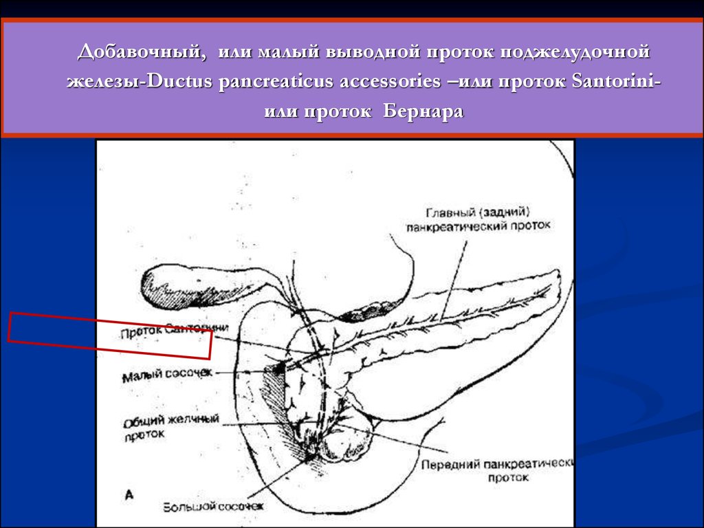 Вирсунгов проток это. Протоки поджелудочной железы проток Санторини. Санториниев проток поджелудочной железы. Вирсунгов проток анатомия. Протоки поджелудочной железы анатомия.