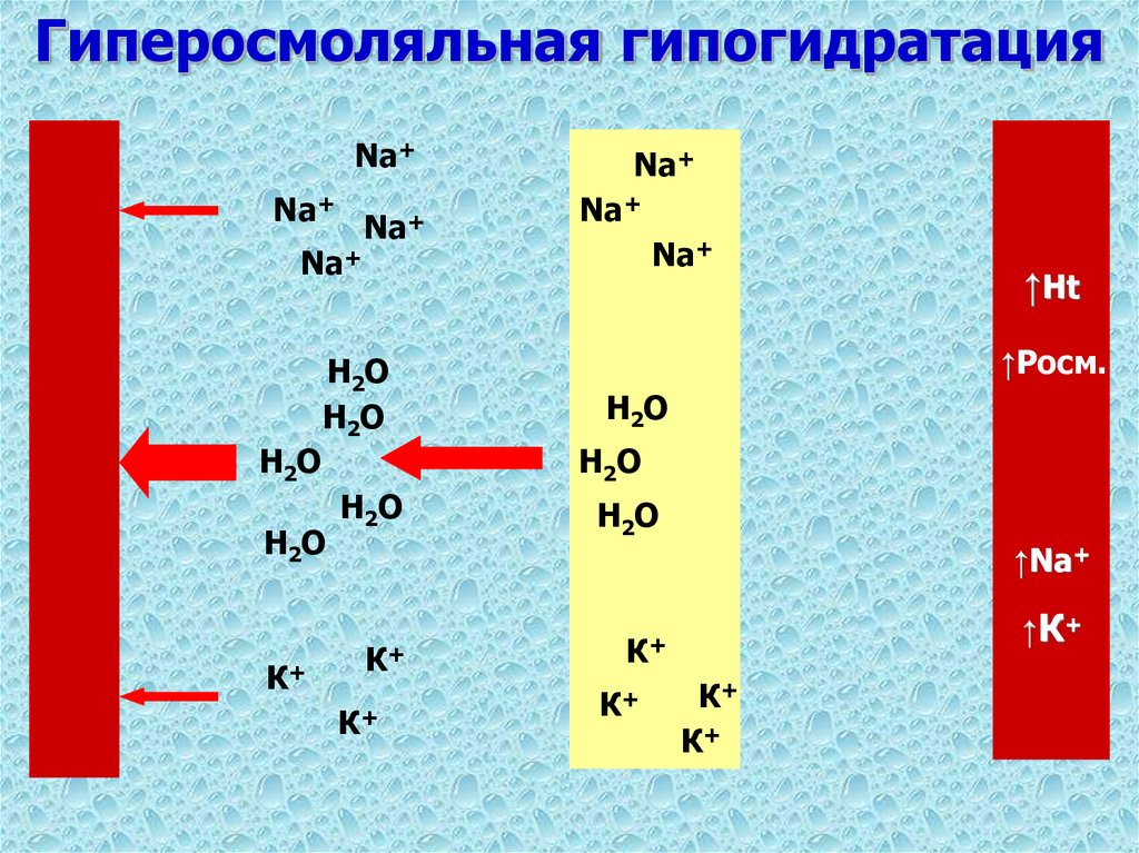 Гипогидратация. Изоосмолярная гипогидратация. Механизм гипогидратации. Патогенез гиперосмолярной гипергидратации. Водно-солевой обмен патофизиология.