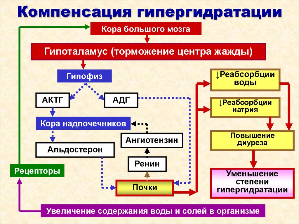 Гипергидратация патогенез. Механизмы компенсации при гипогидратации. Механизмы развития гиперосмолярной гипогидратации. Патогенез гиперосмолярной гипергидратации. Механизм возникновения гипогидратации.
