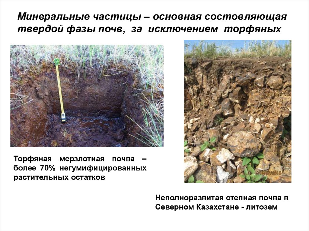 Почвы минеральных вод. Почва Торфяная Мерзлотная. ЛИТОЗЕМЫ почвы. Минеральные составляющие почвы. Минеральные частицы почвы.