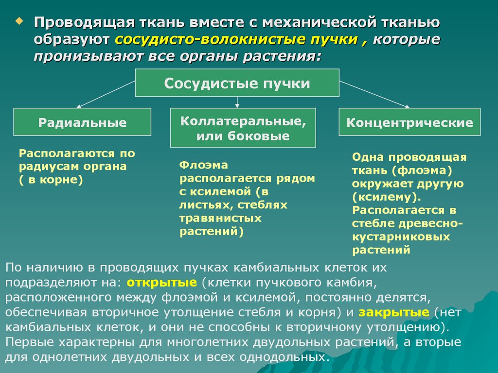 Какие ткани характерны для растений. Типы сосудисто-волокнистых Пучков. Тип сосудисто волокнистого пучка. Сосудисто волокнистые пучки растений таблица. Функции сосудисто волокнистых Пучков.