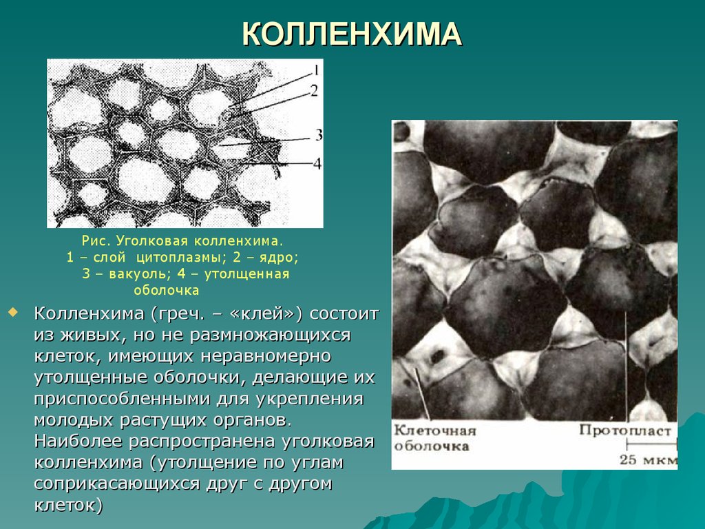 Колленхима. Строение колленхимы растений. Колленхима уголковая пластинчатая рыхлая. Механическая ткань колленхима строение. Колечковая колеленхима.