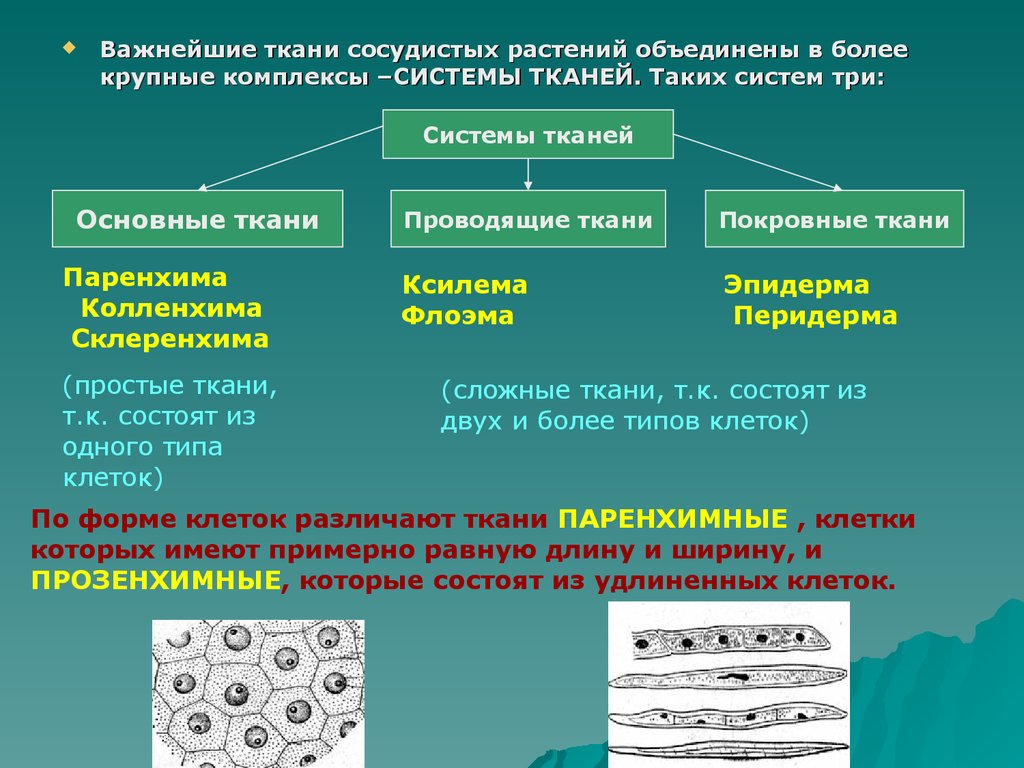 Понятие ткань ткани растений. Классификация растительных тканей. Ткани растений. Система тканей растений. Система основных тканей.