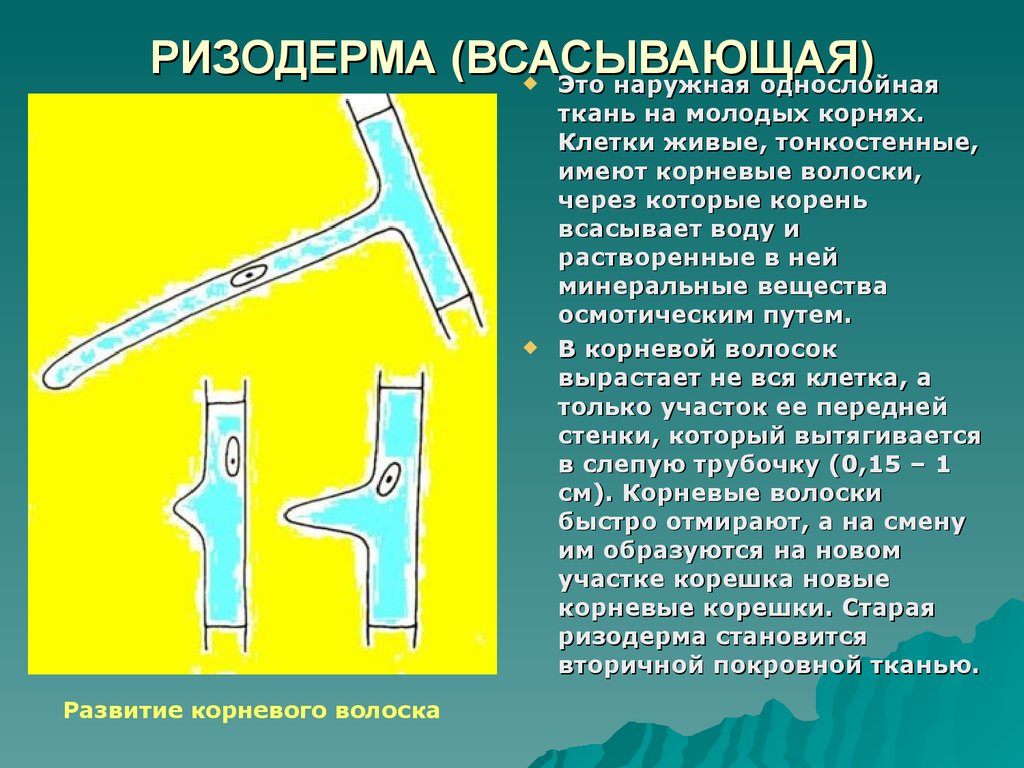 С чем связаны строения клетки корневого волоска. Ризодерма. Ризодерма корневые волоски. Всасывающая ткань. Всасывающие ткани растений.