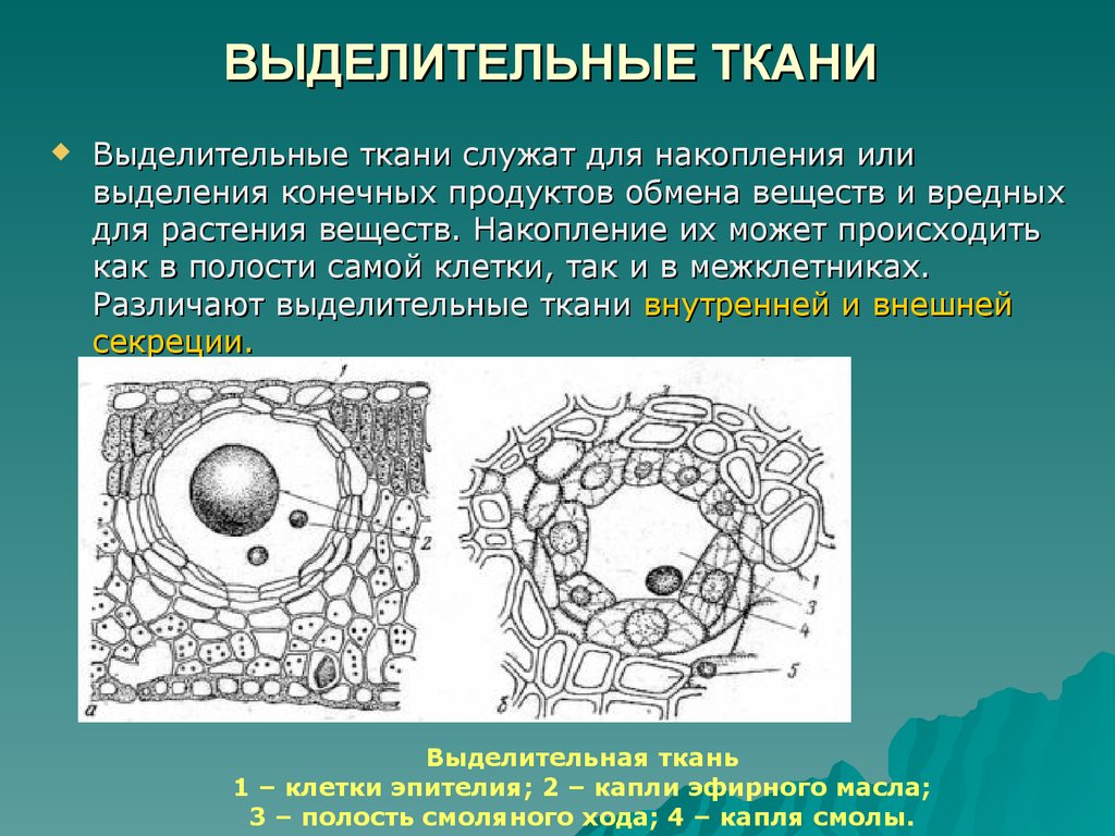 Строение клетки ткани рисунок. Выделительная ткань растений строение и функции. Выделительные секреторные ткани растений. Особенности строения клеток выделительной ткани. Особенности клеток выделительной ткани у растений.