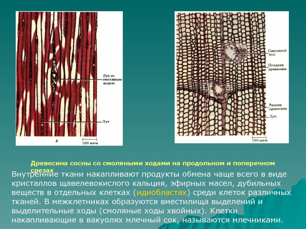 Тип ткани растения древесина. Ткани растений смоляные ходы. Смоляные ходы ткань. Ткани и клетки древесины. Смоляные клетки.