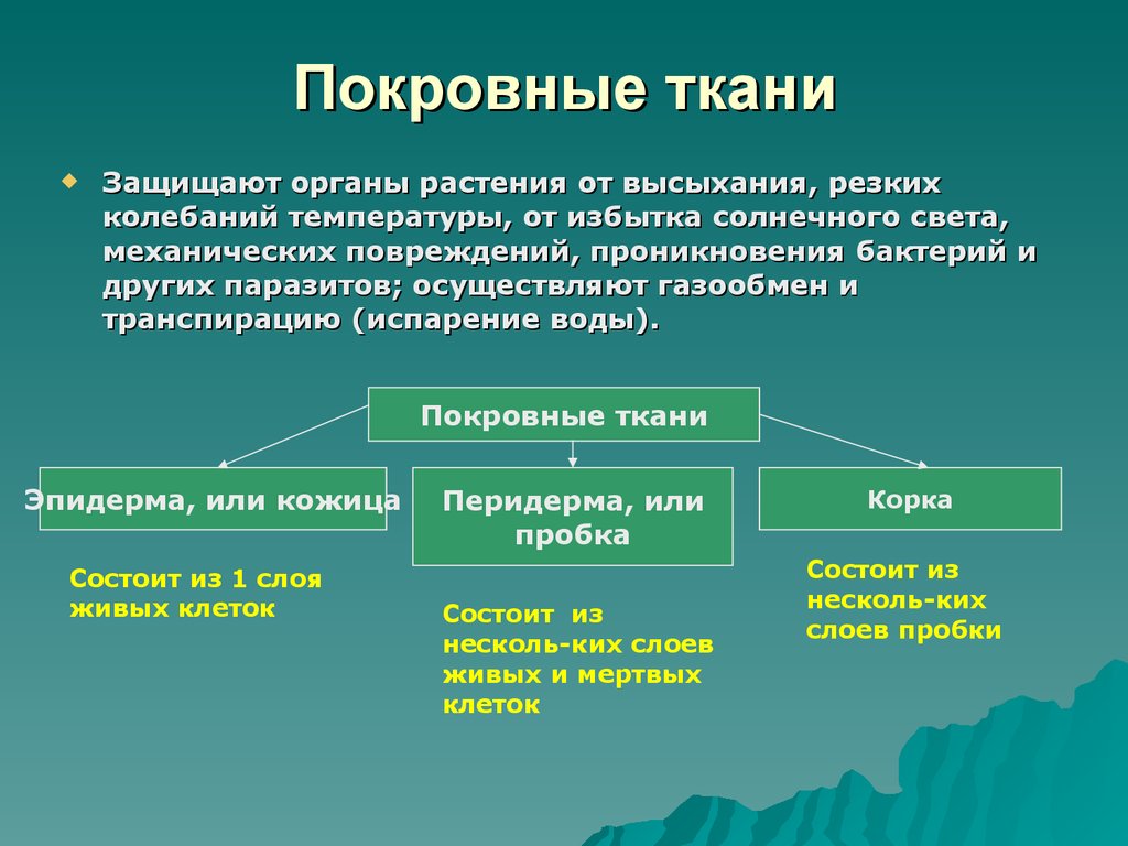 К тканям растений относится ответ