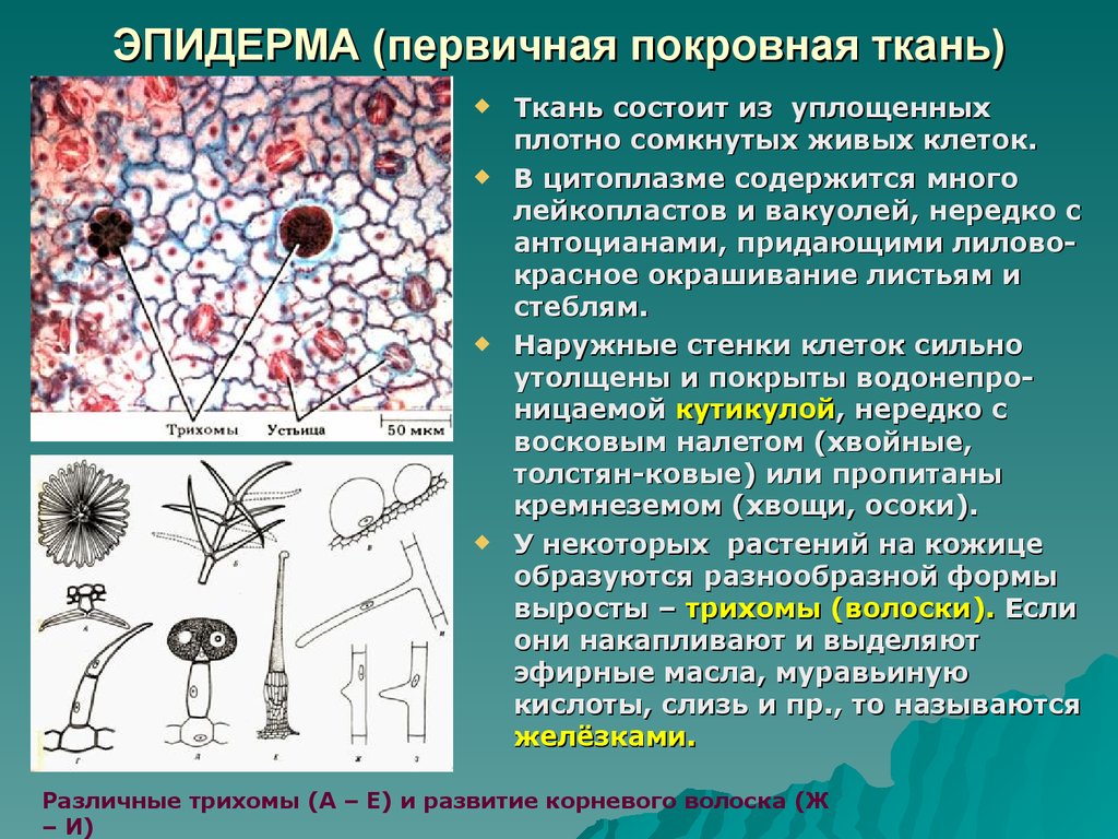 Первичные ткани. Покровные ткани растений эпидерма. Растительная ткань эпидерма. Первичная покровная ткань эпидерма. Строение эпидермы.