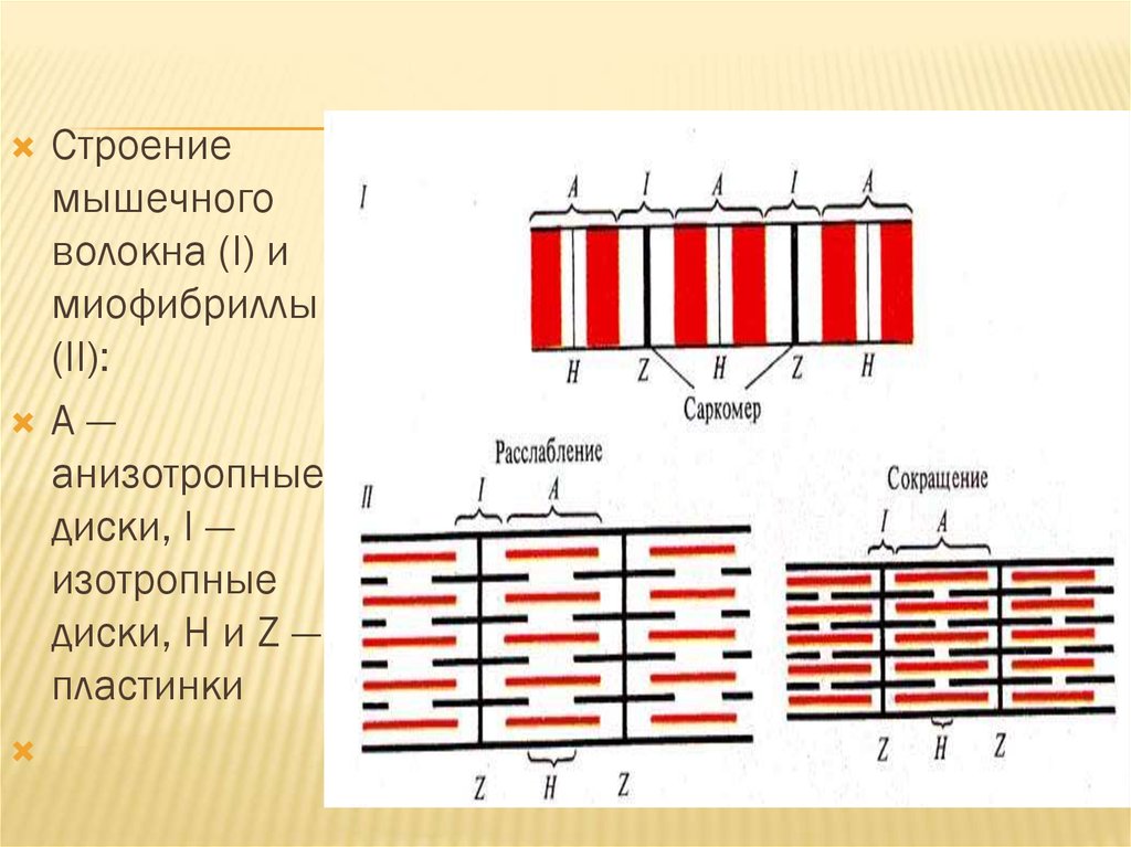 Схема строения мышечного волокна