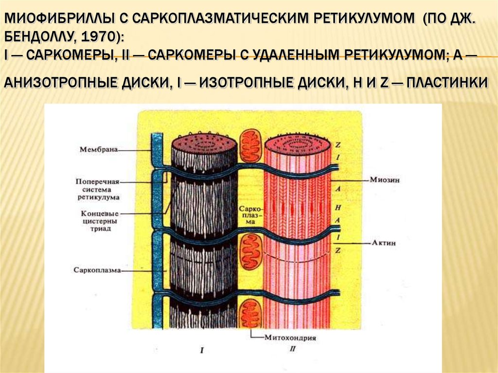 Презентация механизм сокращения мышечного волокна т система мышечного волокна