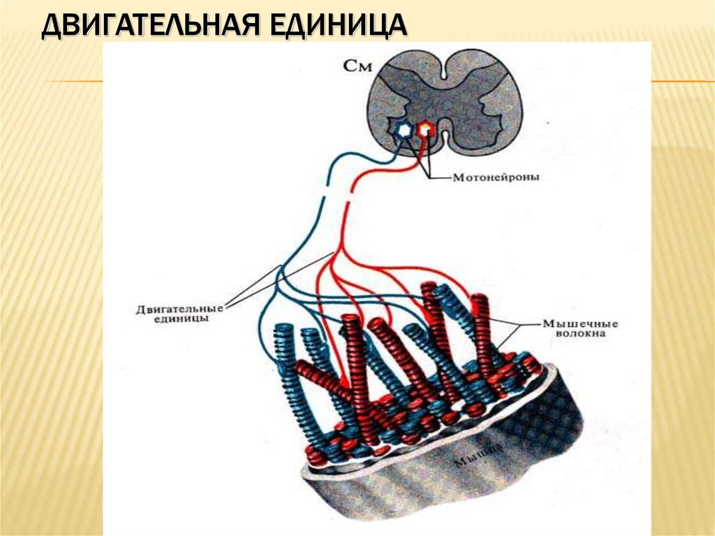 Схема двигательная единица