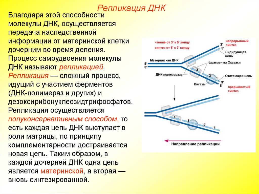 Днк наследственной информации. Репликация ДНК Оказаки. Процесс репликации дезоксирибонуклеиновой кислоты. Синтез дочерних цепей ДНК В процессе репликации осуществляется. Лидирующая цепь ДНК при репликации.