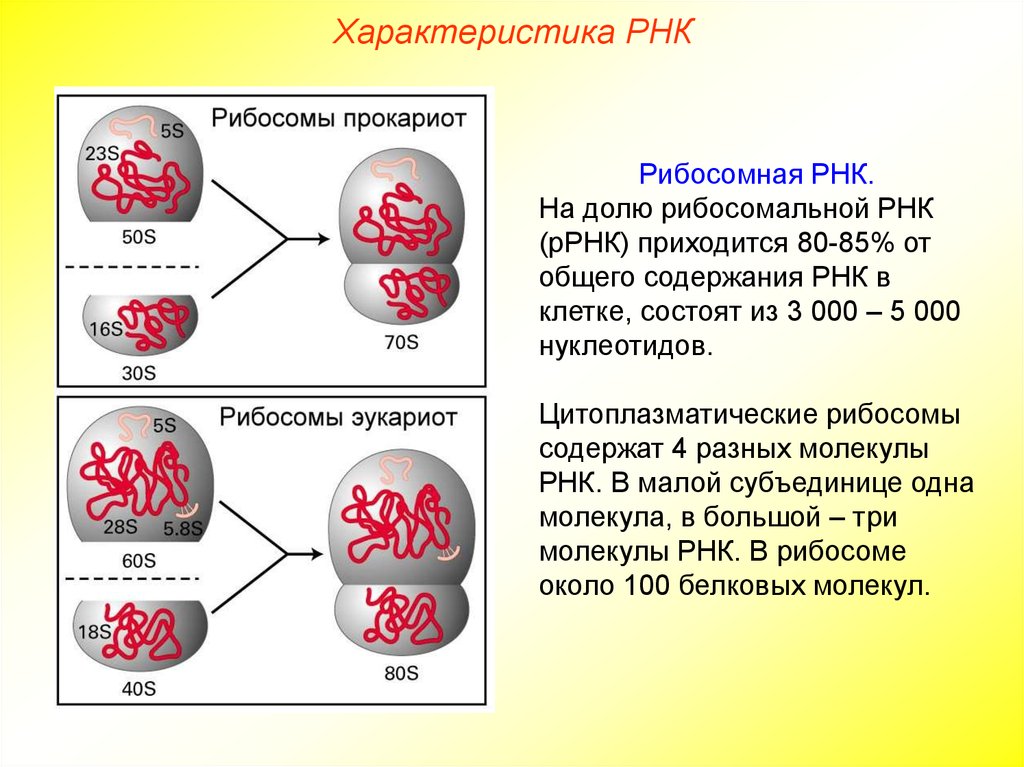 Нуклеиновые кислоты рибосом. Характеристика рибосомальной РНК. Рибосомная РНК характеристика. Рибосомная РНК функции. Строение рибосомы РНК.