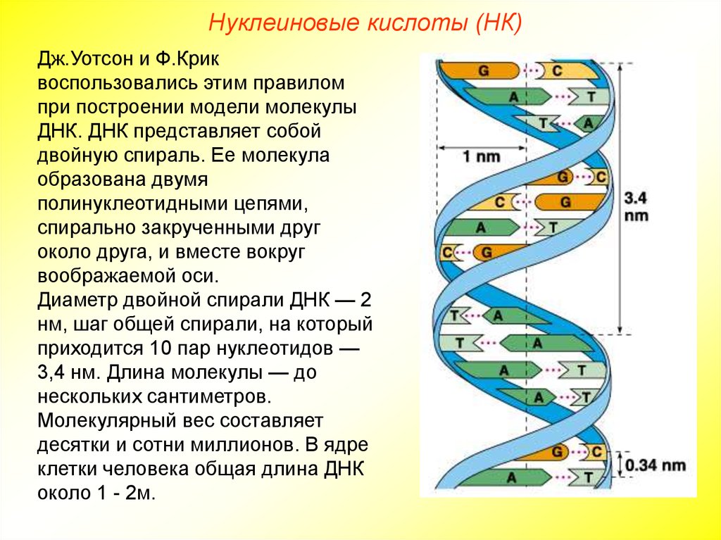 Структура нуклеиновых кислот днк. Модель строения ДНК. Модель ДНК Уотсона и крика. Модель структуры ДНК. Молекула ДНК представляет собой.