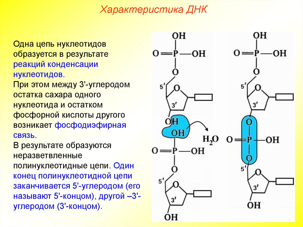 5 3 концы рнк и днк. Фосфодиэфирная связь в нуклеиновых кислотах. Тип связи между нуклеотидами в РНК. Образование фосфодиэфирной связи между нуклеотидами. Рибонуклеиновая кислота РНК цепочка остатки фосфорной кислоты.