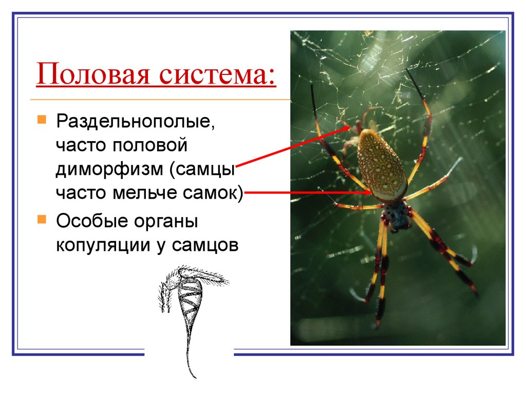Половая паукообразных. Chelicerata хелицеровые. Половая система паукообразных кратко. Половая система и размножение у паукообразных. Органы половой системы у паукообразных.