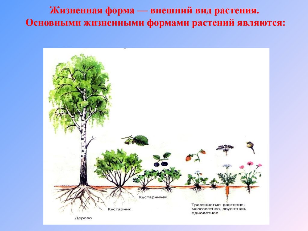 Основные жизненные формы деревья и кустарники. Жизненная форма кустарник. Жизненные формы растений схема. Жизненная форма дерева. Жизненные жизненные формы растений.