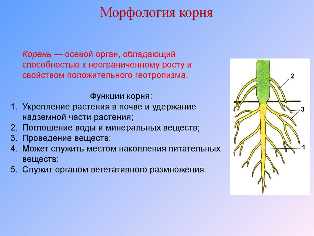 Какие функции выполняют корни растений 6 класс. Морфологическое строение корнеплодов. Строение . Функции . Типы корневых систем. Морфологическое строение корня. Анатомия и морфология корня.