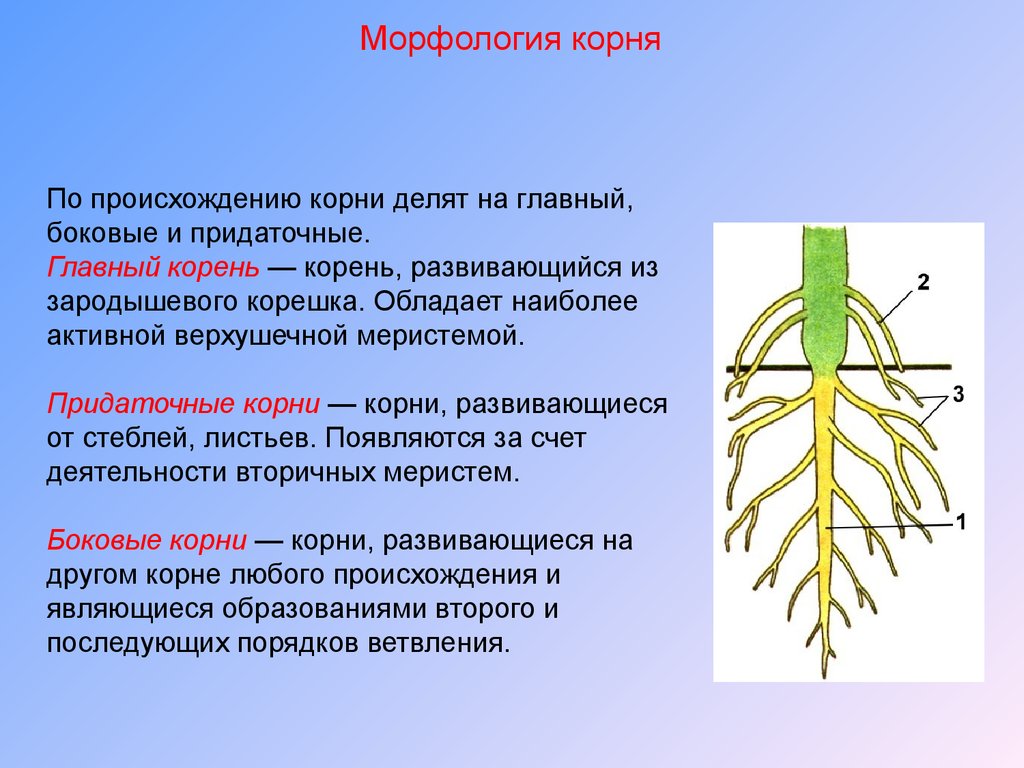 Пояснение корень. Главный корень боковой корень придаточный корень. Главные боковые и придаточные корни. Морфология растений. Придаточные боковые и главный корень.