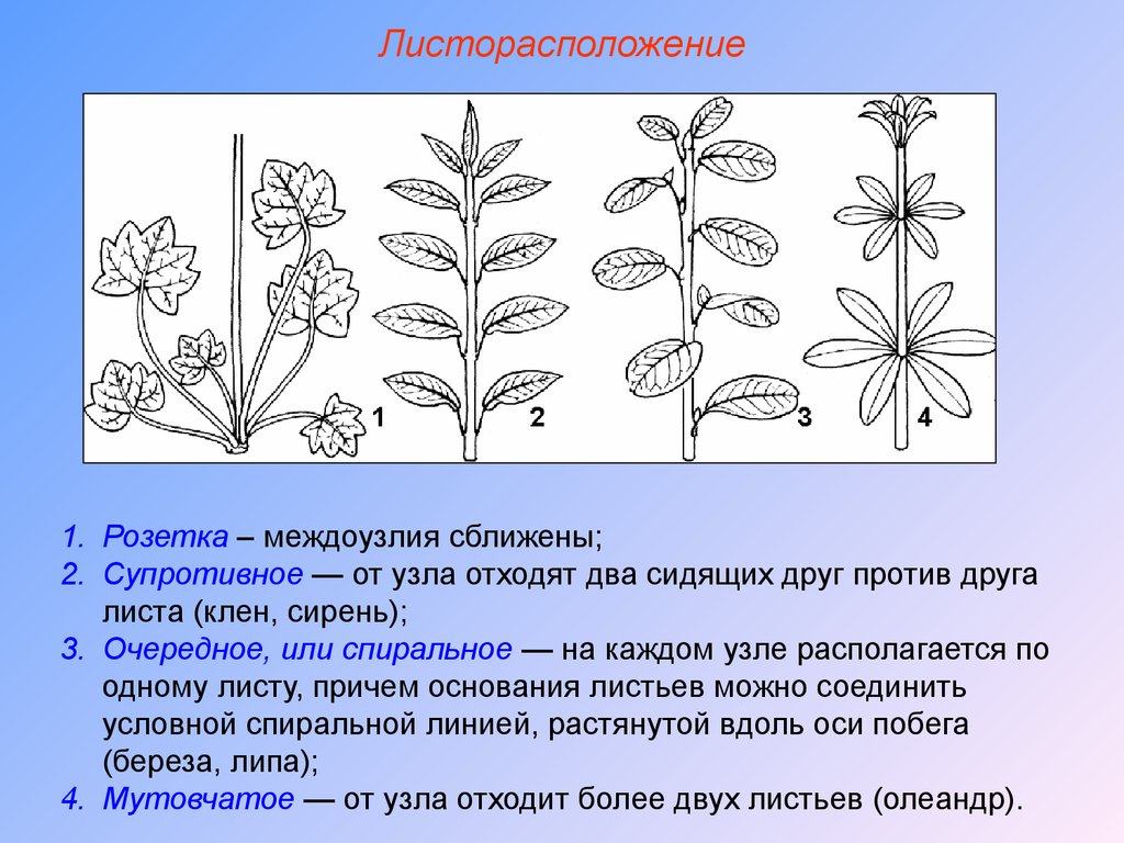 Каштан жизненная форма тип соцветия листорасположение. Типы листорасположения у растений 6 класс. Манжетка листорасположение розеточное супротивное мутовчатое. Клен супротивное листорасположение.