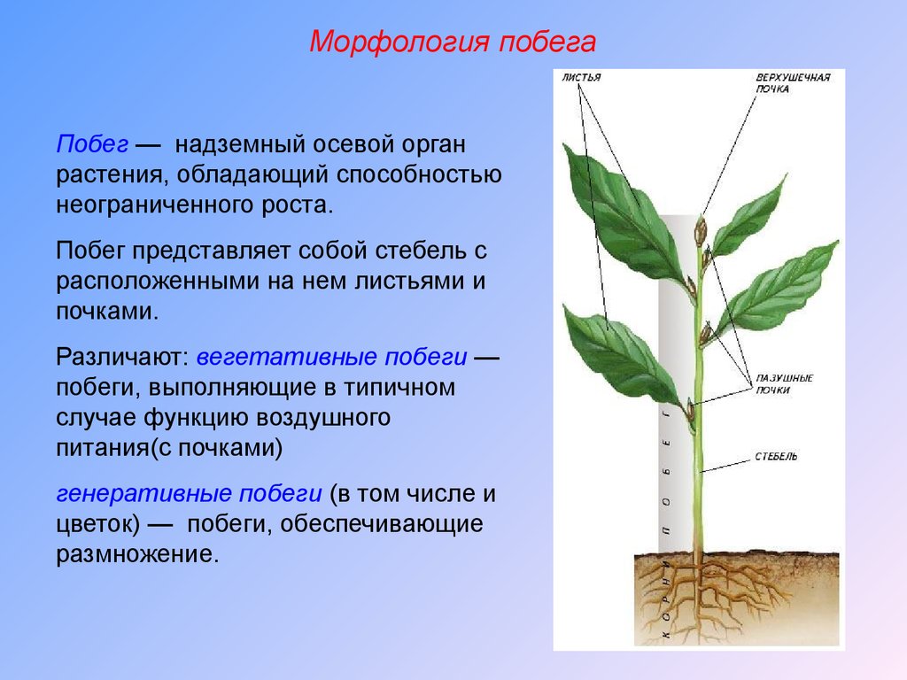 Часть вегетативного побега. Морфологическое строение побега. Морфологическое строение растений. Морфологическое строение стебля. Органы растений стебель.