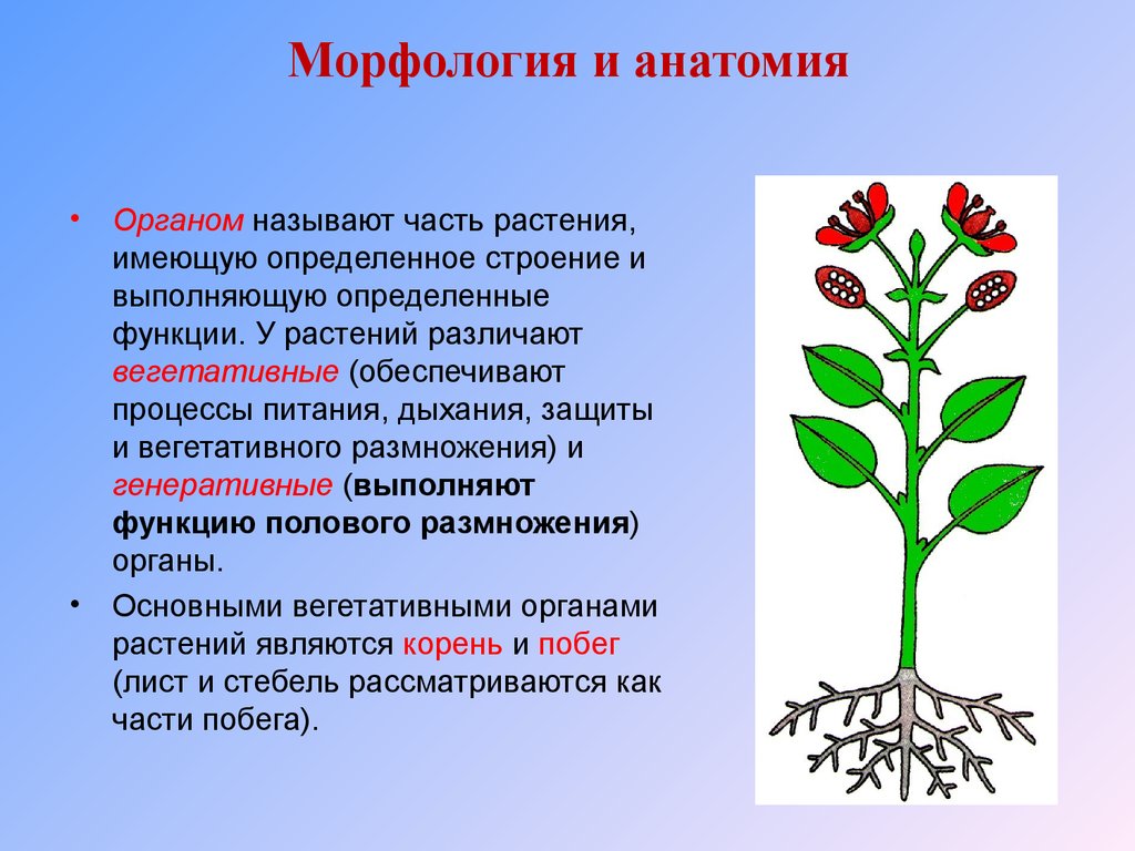 Генеративные изменения. Морфологическое строение растений. Анатомия и морфология растений. Анатомические структуры растений. Особенности строения органов растений.