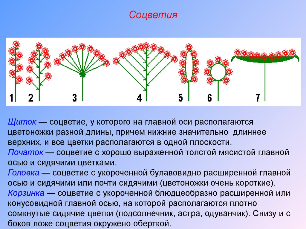 Сложный початок. Строение соцветия. Классификация соцветий. Ось соцветия зонтика. Растения с простыми соцветиями.
