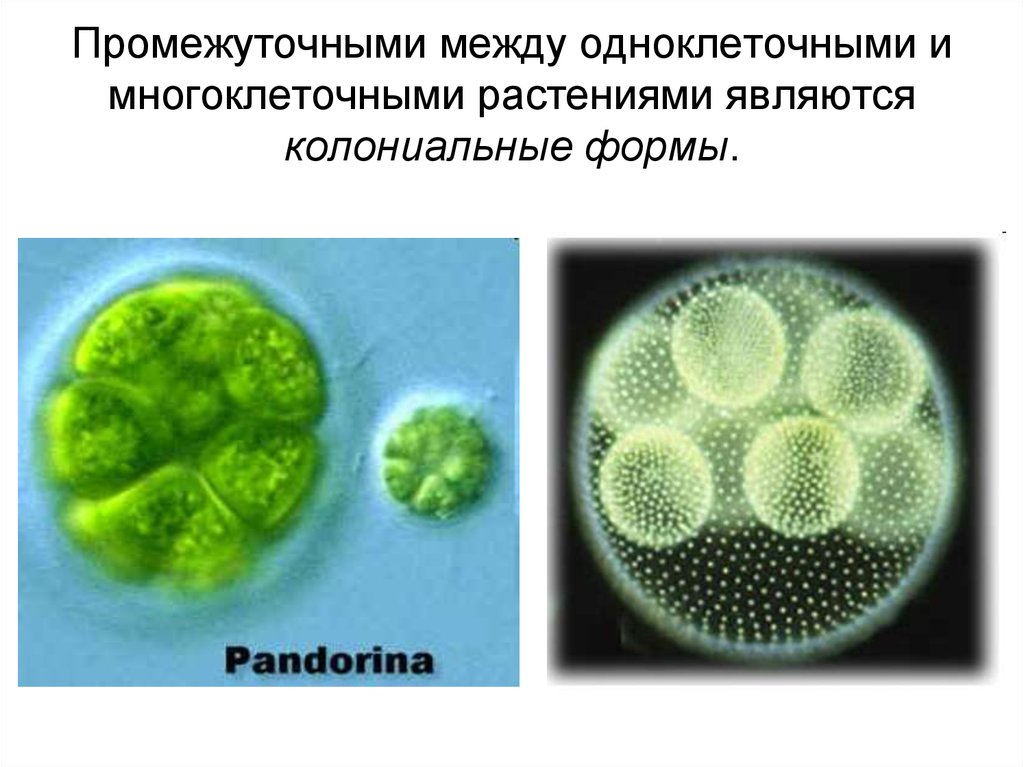 Многоклеточные организмы возникли в эру. Одноклеточные водоросли вольвокс. Строение колонии вольвокса. Колониальные одноклеточные организмы. Одноклеточные колониальные и многоклеточные организмы.
