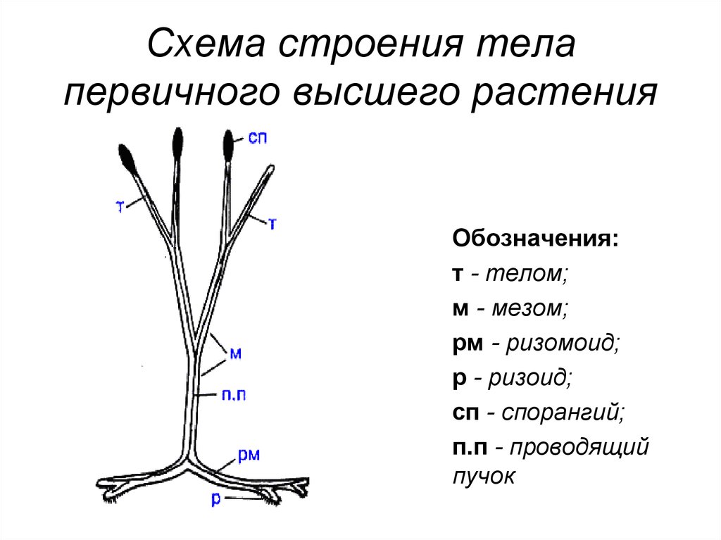 Строение травы схема