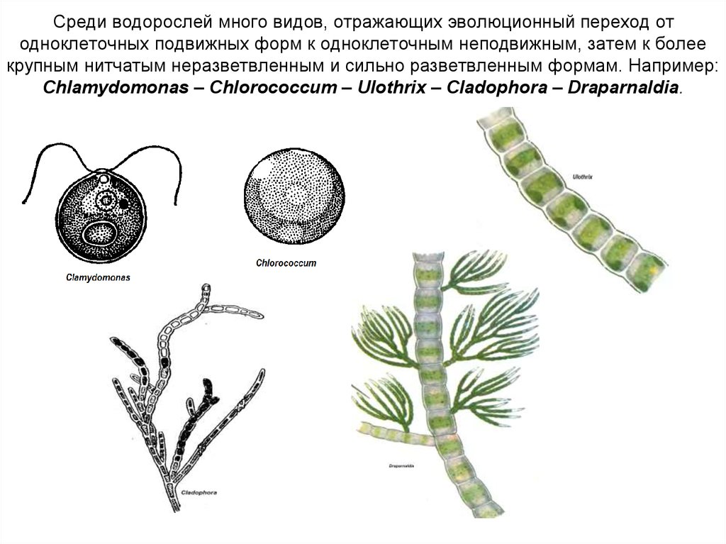 Среди водорослей. Хлорококк водоросль. Хламидомонада и улотрикс. Одноклеточная подвижная водоросль. Одноклеточные водоросли подвижные.