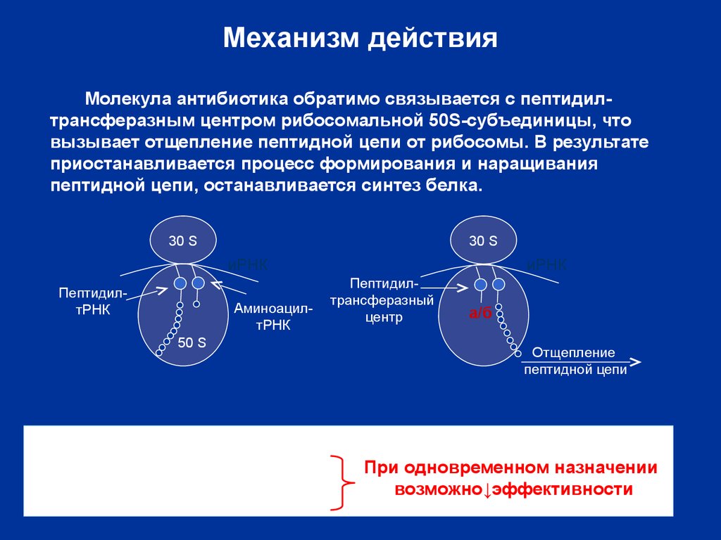 Действия молекул. Пептидные антибиотики механизм действия. Молекулярный механизм действия. Пептидил трансферазный центр. Антибиотика действующий на рибосомальный цикл.