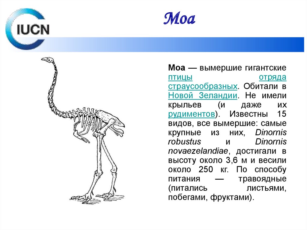 Moa чей фандом. МОА скелет. Страус МОА скелет. Строение хвоста у страусообразных. Вымершие птицы новой Зеландии.