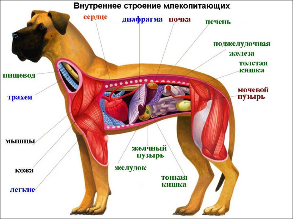 Пищевод млекопитающих. Внутреннее строение млекопитающих по системам органов. Внутреннее строение собаки скелет. Внутренне строение органов собаки. Внутреннее строение млекопитающих схема.