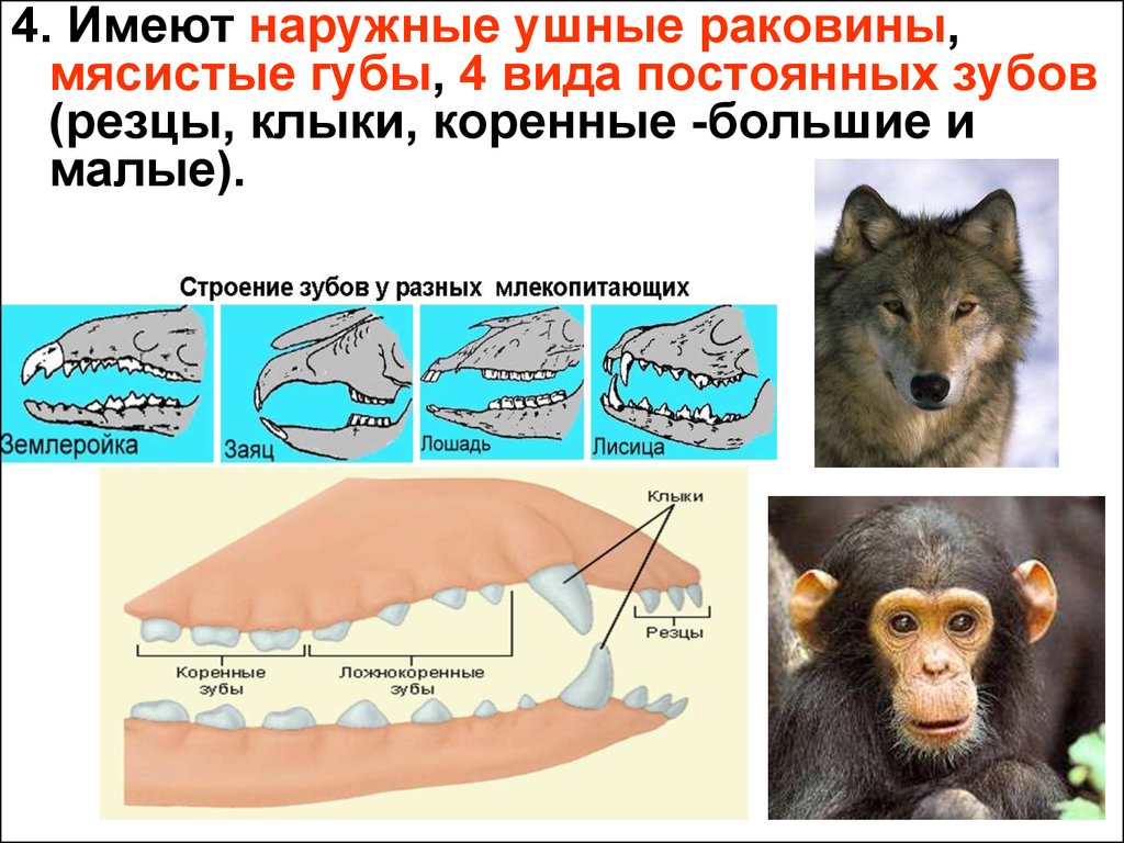 Почему зубы млекопитающих отличаются. Губы млекопитающих. Резцы у млекопитающих. Мясистые губы млекопитающих. Функция губ у млекопитающих.