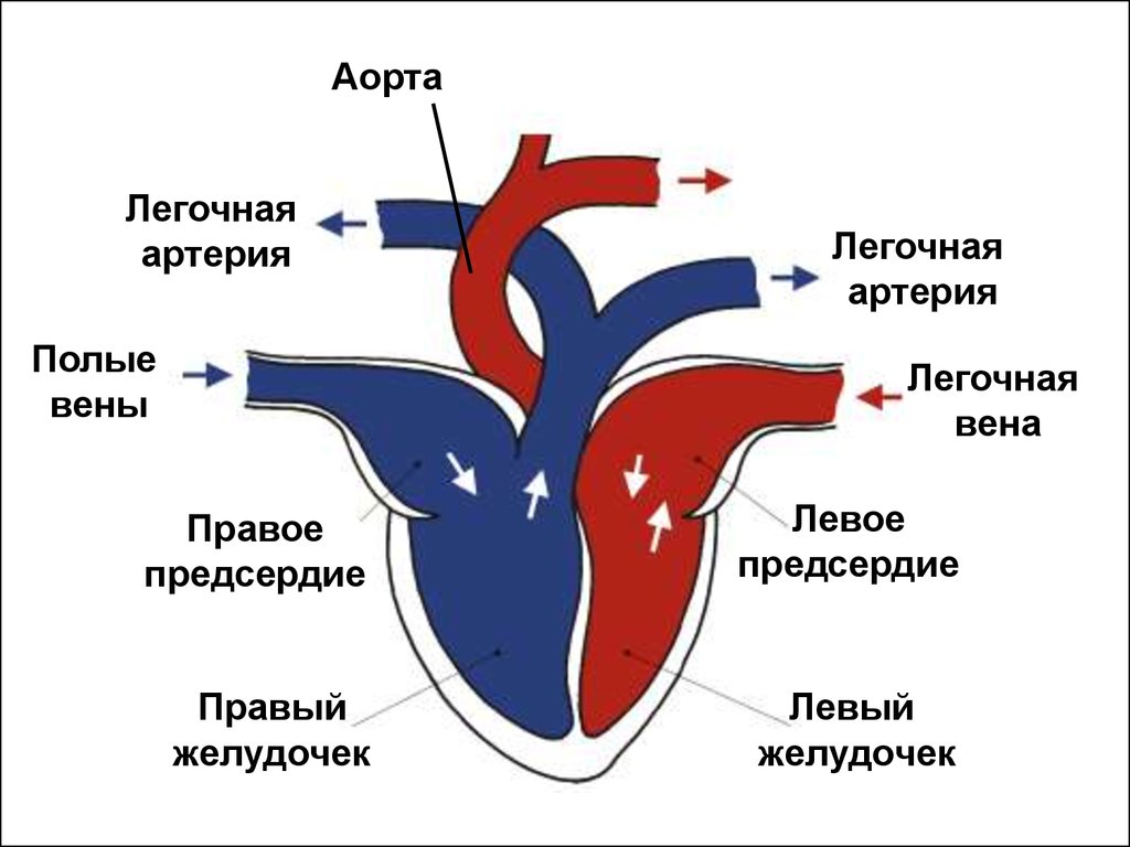 Левое предсердие какие вены. Правый желудочек и легочная артерия. Строение сердца легочная артерия. Легочная Вена артериальная венозная. Аорта выходит из левого желудочка.