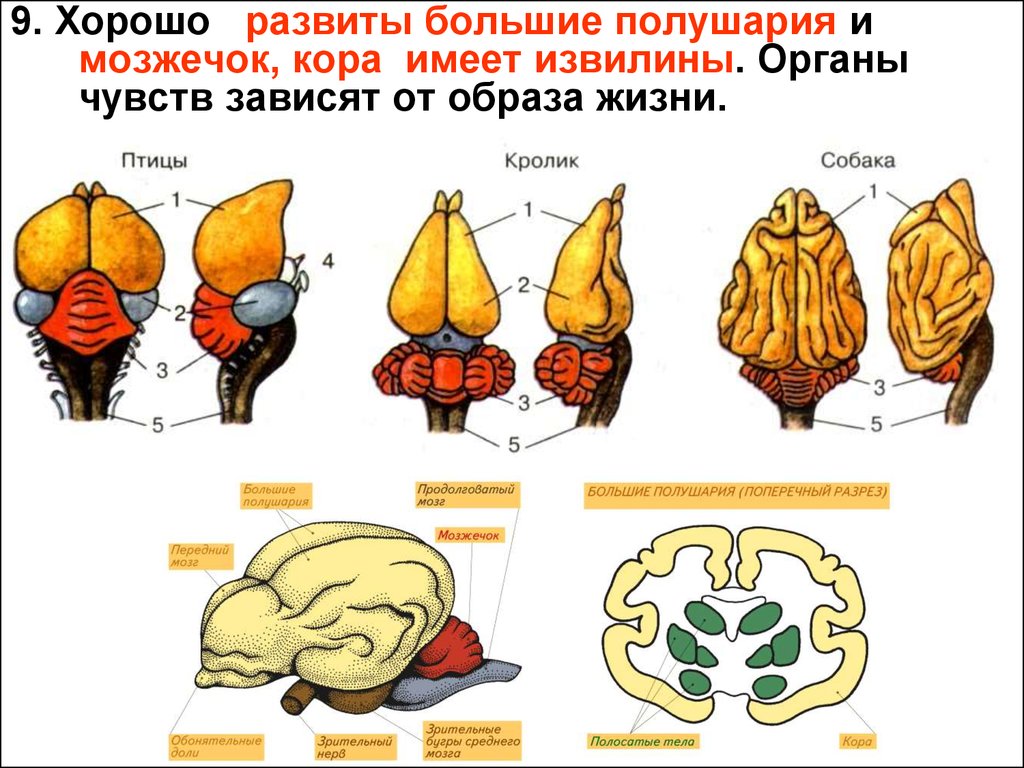 Развитый мозжечок у птиц. Головной мозг животных. Строение мозга животных. Мозг птицы и человека. Мозг млекопитающих.