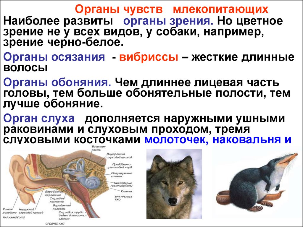 Млекопитающие 8 класс биология кратко