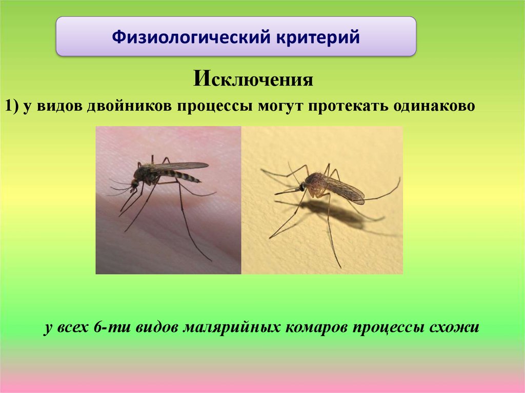 Физиологический критерий. Виды двойники малярийного комара. Физиологический критерий вида. Вид критерии вида физиологический.