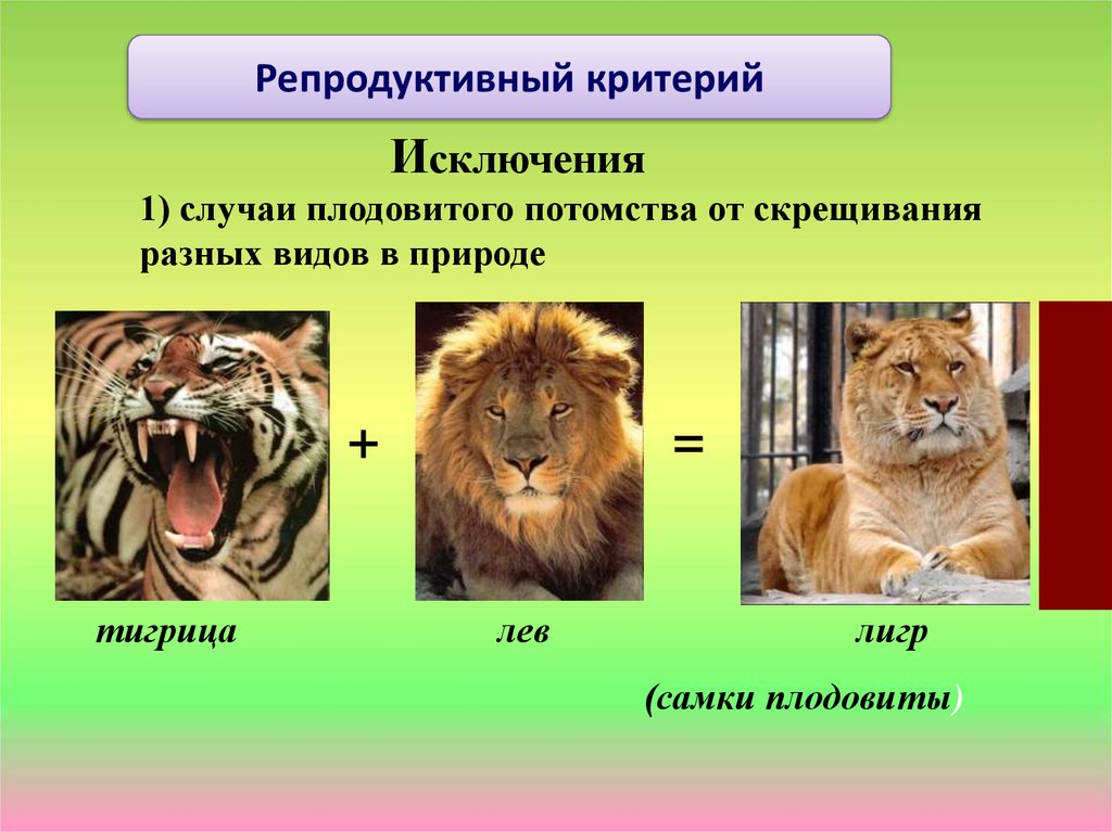 Вид одинаково. Репродуктивный критерий. Репродуктивный критерий вида. Непродуктивный крететий вида. Репродуктивный критер й.