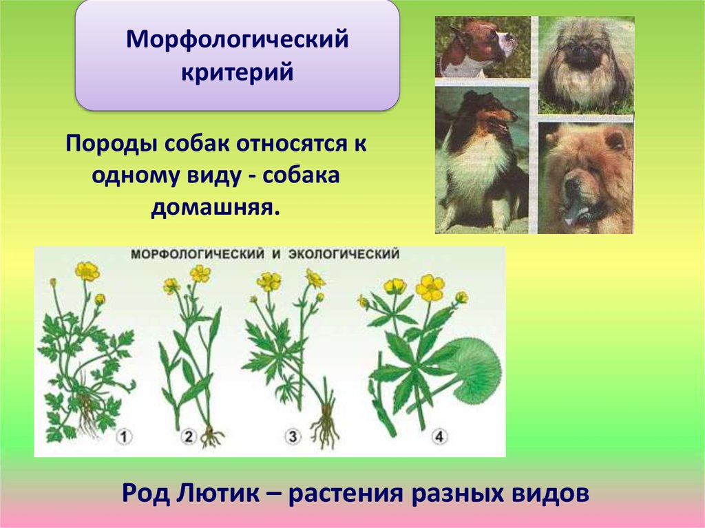 1 вид растения. Морфологический критерий собаки. Растения одного рода,одного вида. Морфологическая критерия вида собака. Морфологический критерий вида растений.