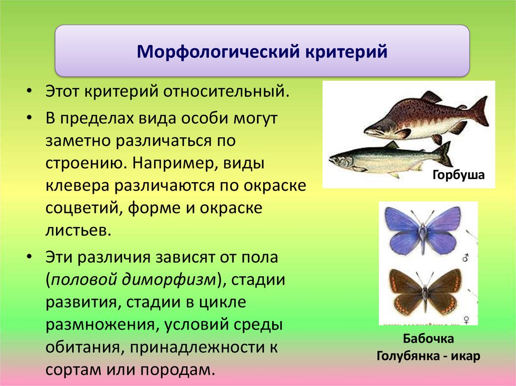 Вид особей. Морфологические критерии вида Клевер. Вид и особь примеры. Виды особей. Морфологический критерий половой диморфизм.