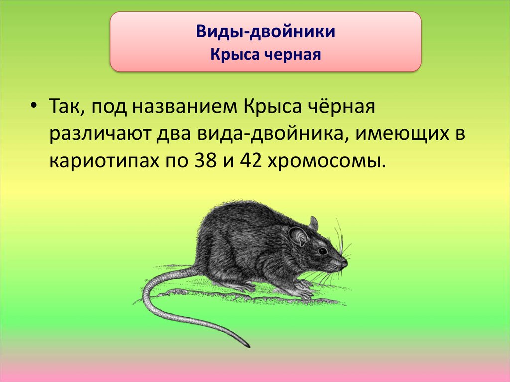 Черная крыса название. Виды двойники. Систематика крыса черная. Черная крыса вид. Крыса черная виды двойники.
