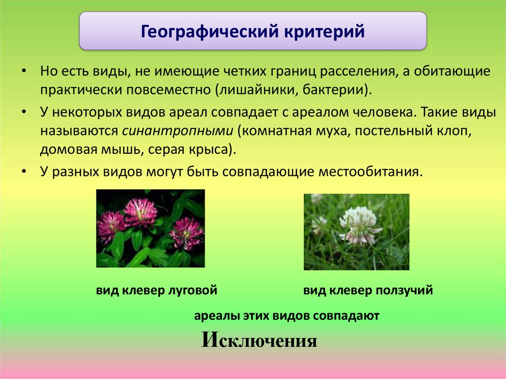 Имеет четких границ. Географический критерий клевера Лугового. Критерии вида Лугового клевера. Географический критерий вида. Географические КРИТЕРИИВ да.