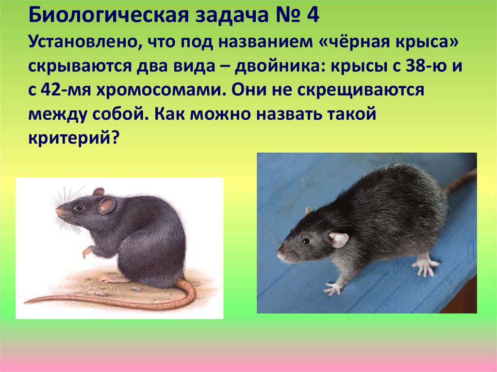 Черная крыса название. Виды двойники крысы. Хромосомы крысы. Серая и черная крысы.