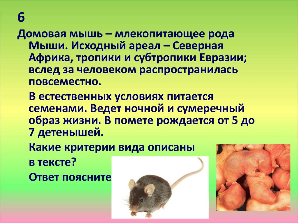 Мыши являются. Классификация мышь домовая. Классификация Домовой мыши. Генетический критерий Домовой мыши. Систематика Домовой мыши.