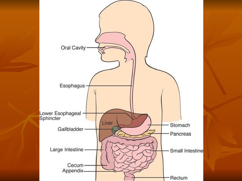Особенности пищеварительной системы. Анатомия для детей пищеварительная система. Пищеварительная система детей раннего возраста. Органы пищеварительной системы для детей. Строение пищеварительной системы для детей.