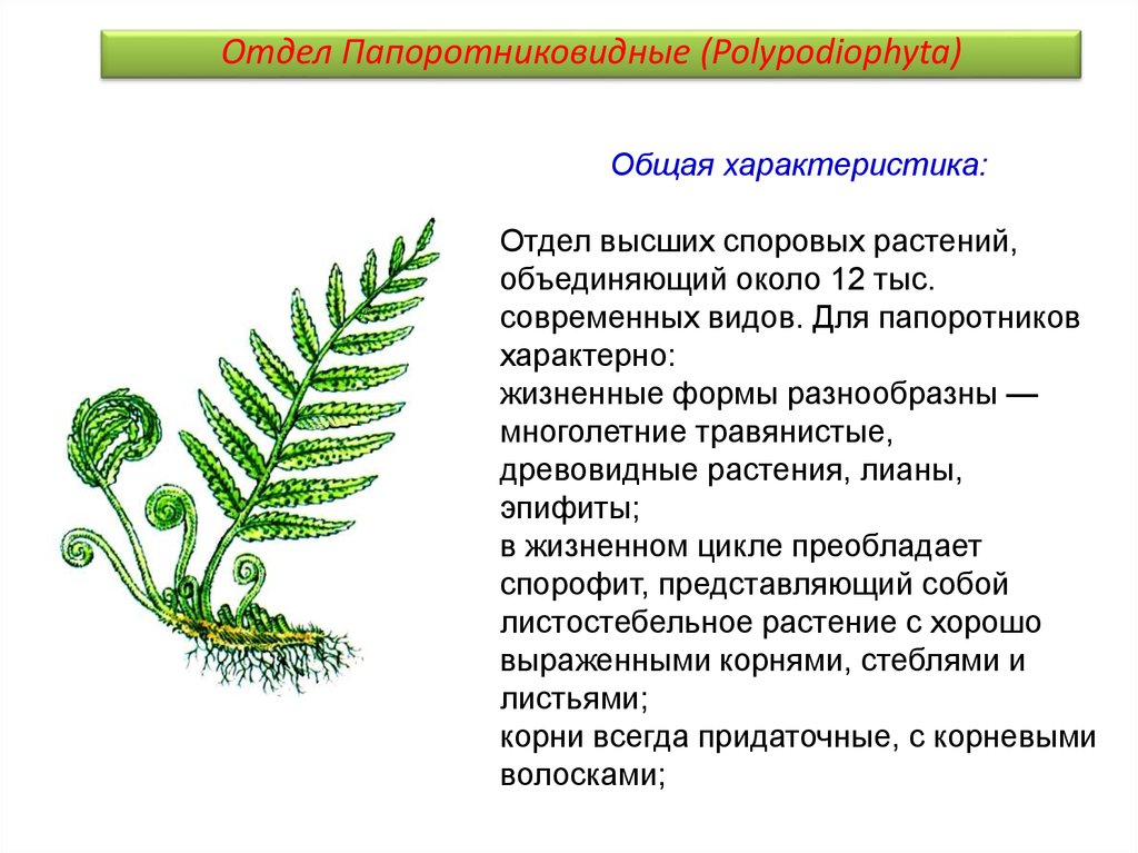 Папоротниковидные растения примеры названия