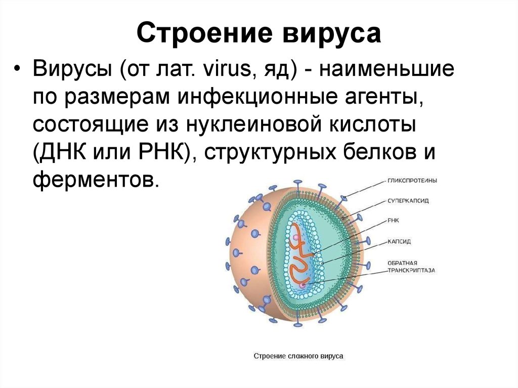 Каково строение вируса кратко. Структура вируса схема. Строение вирусной клетки. Строение вируса описание и рисунок. Схема строения клетки вируса.