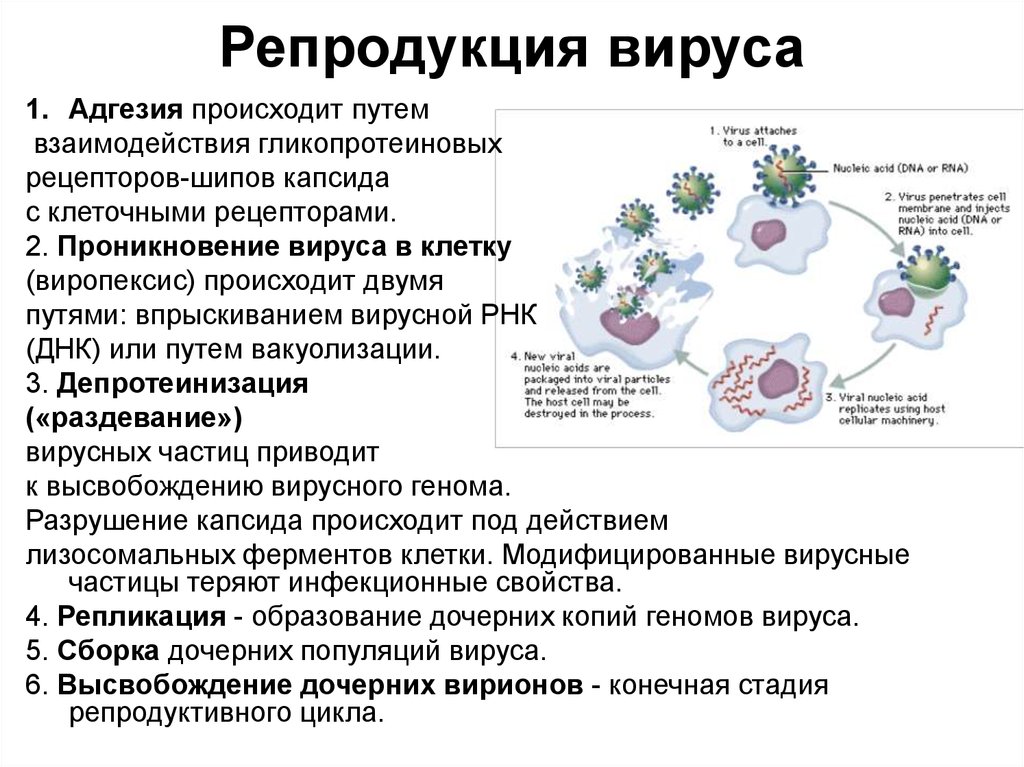 Репродукция вирусов в клетках
