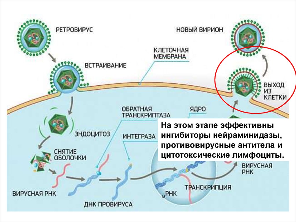 Нейраминидаза вируса гриппа. Ингибиторы нейраминидазы. Нейраминидаза механизм действия. Ингибиторы нейраминидазы механизм действия. Противовирусные антитела.